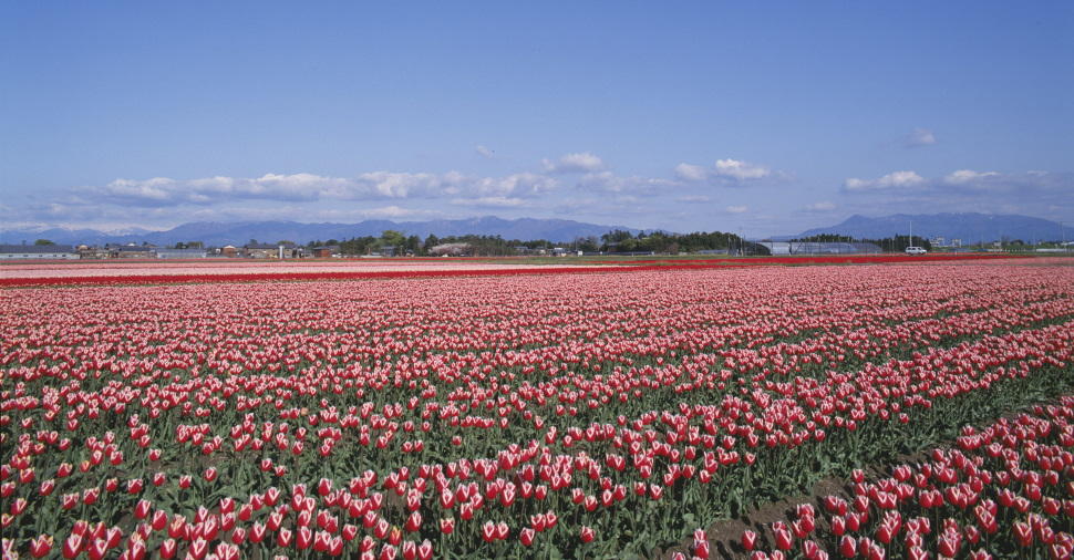 新潟県の県花、チューリップ　写真提供：新潟観光コンベンション協会