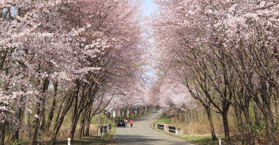 「岩木山総合公園裏道」の並木道。見ごろは例年4月下旬