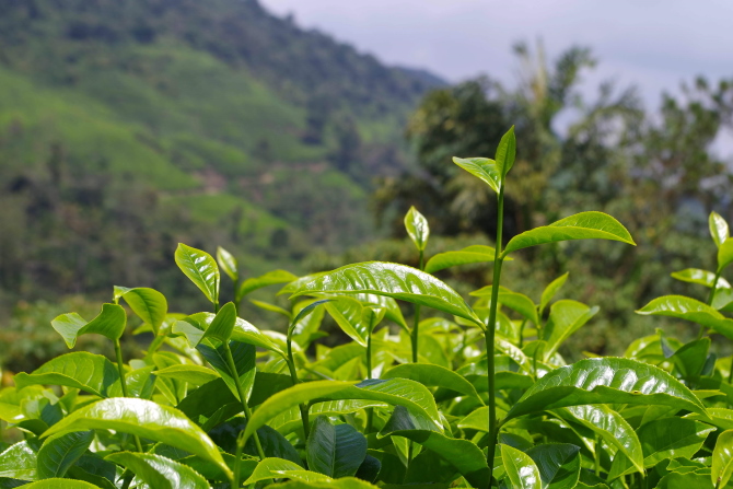 キャメロンハイランドのティープランテーションの新茶の芽