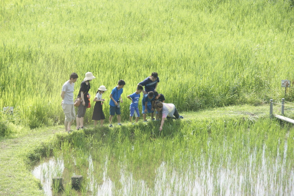 田植え体験やトンボやカエルなどの生き物観察などのイベントを開催