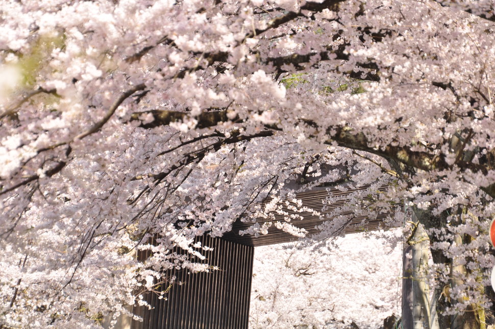 約4kmも続く桜のトンネル