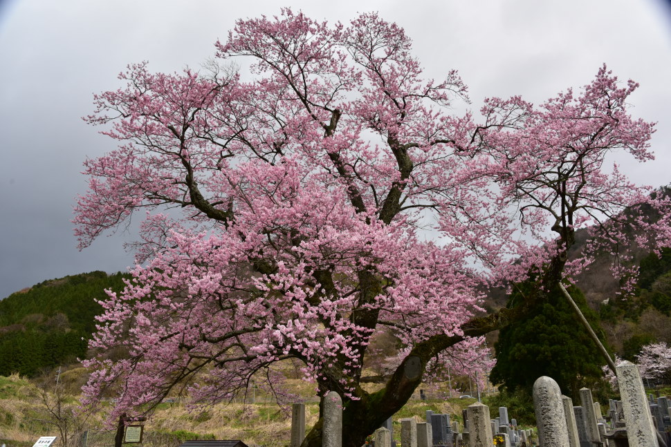 足を延ばせば樹齢300年を超えるアズマヒガンザクラ「清水の桜」にも出え会る