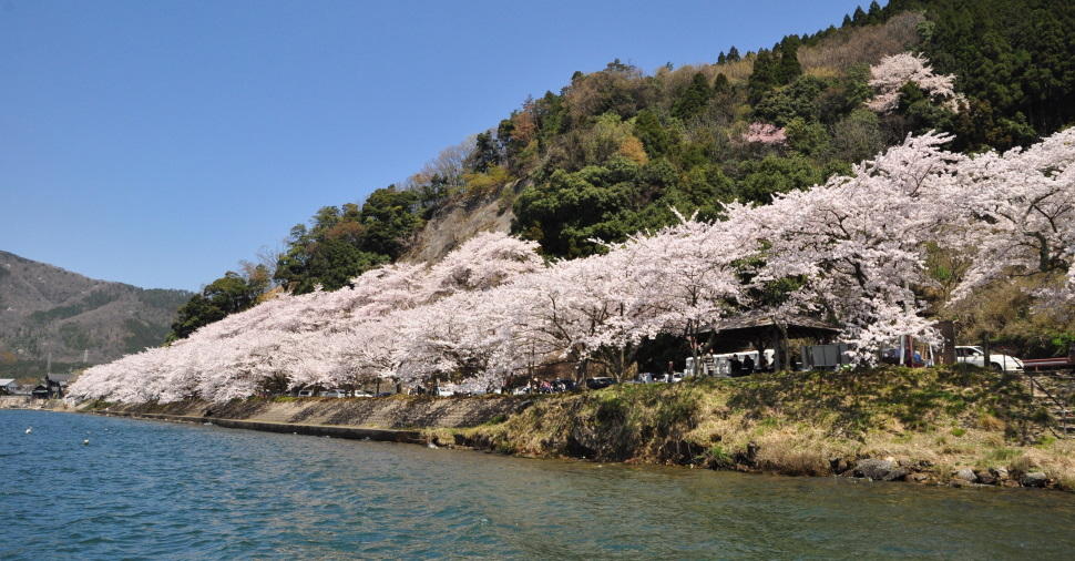 樹齢80年を超える老桜から若木まで約800本の桜が咲く海津大崎