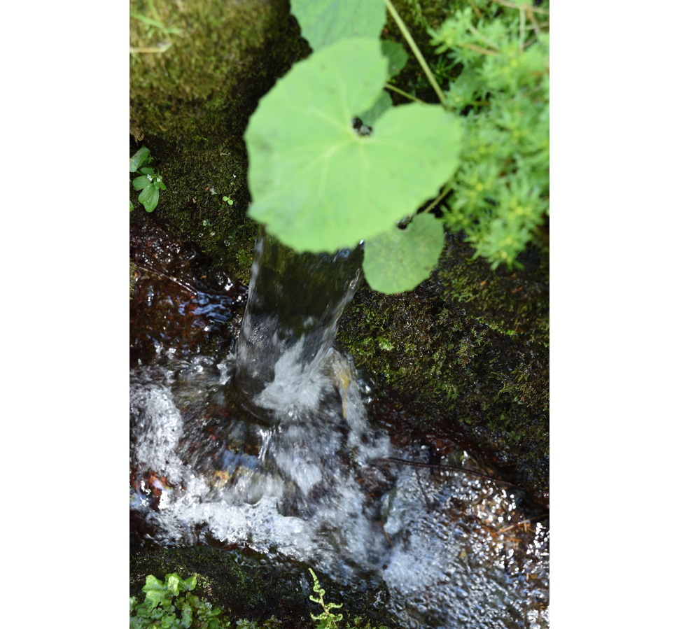 ワサビ田には澄んだ湧き水が絶え間なく流れる