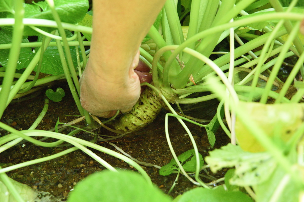 ワサビの茎をかき分けると大きなワサビがある