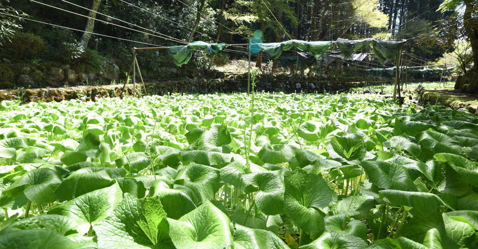 ワサビ田を間近で見ることができる「石庭わさび園」