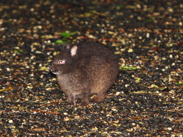 アマミノクロウサギ