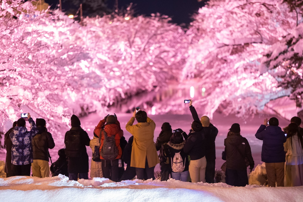 好みのさくらを見つけるのも楽しみのひとつ　写真提供：冬に咲くさくらライトアップ実行委員会