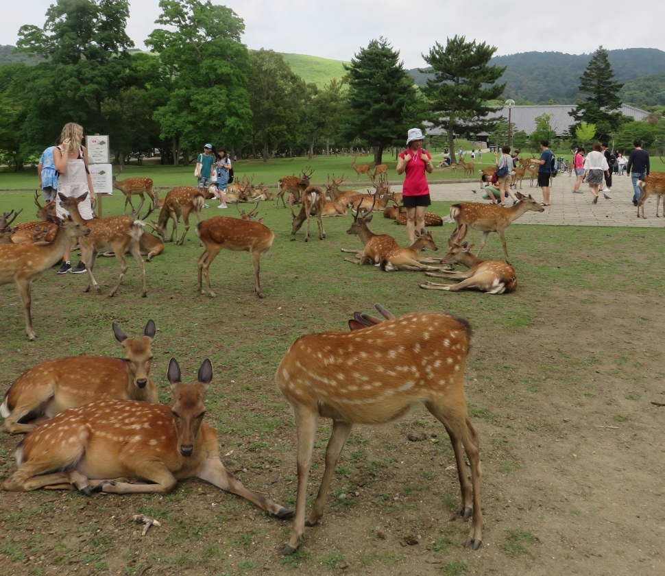 奈良公園一帯には約1200頭の鹿が生息している