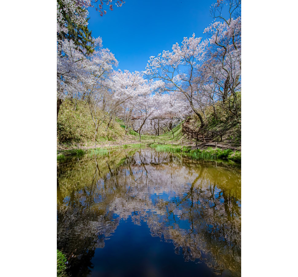 お堀に桜が映る