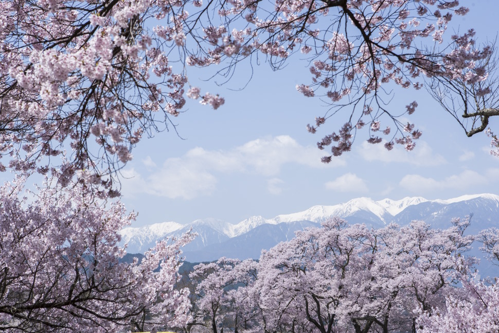 中央アルプスの残雪と桜