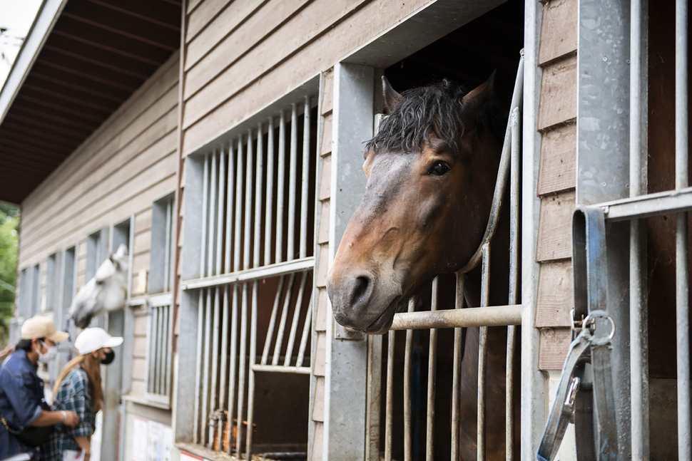 かつてばんえい競馬に出走していた馬の姿も