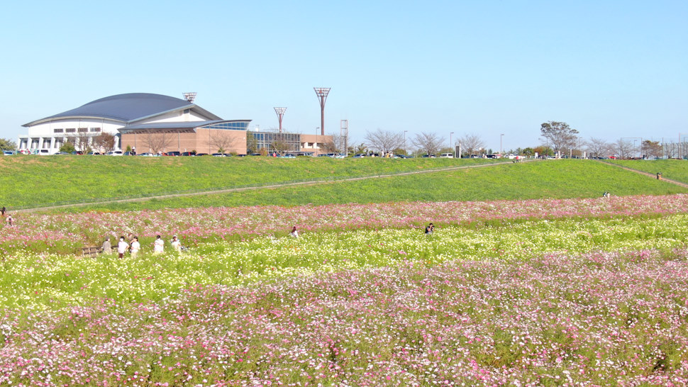 さまざまな種類のコスモスが植えられている