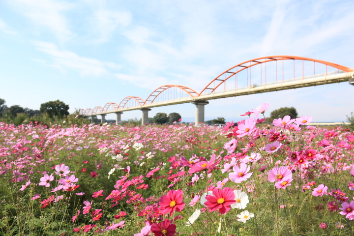 「荒川水管橋」と「吹上コスモス畑」