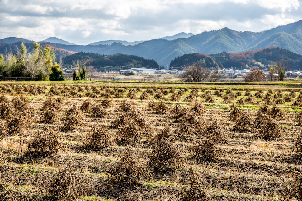 刈り取った黒大豆を畑で乾燥させる「島立て」