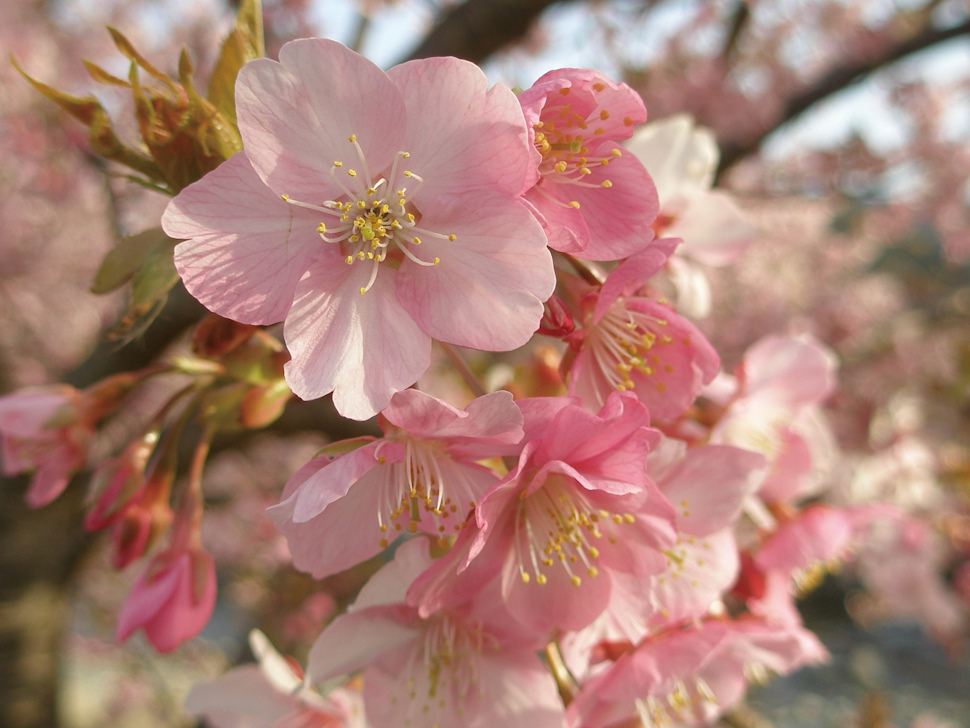 河津桜