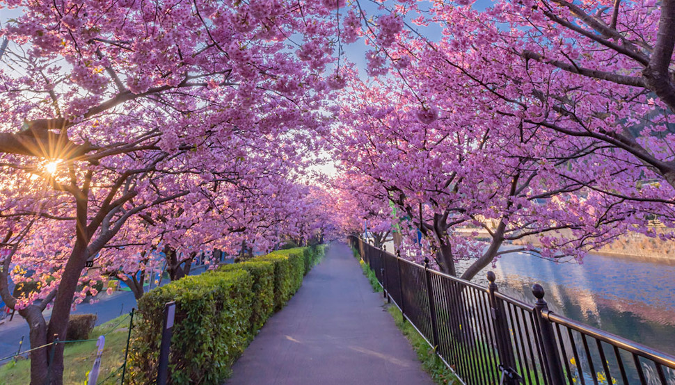 「河津桜トンネル」