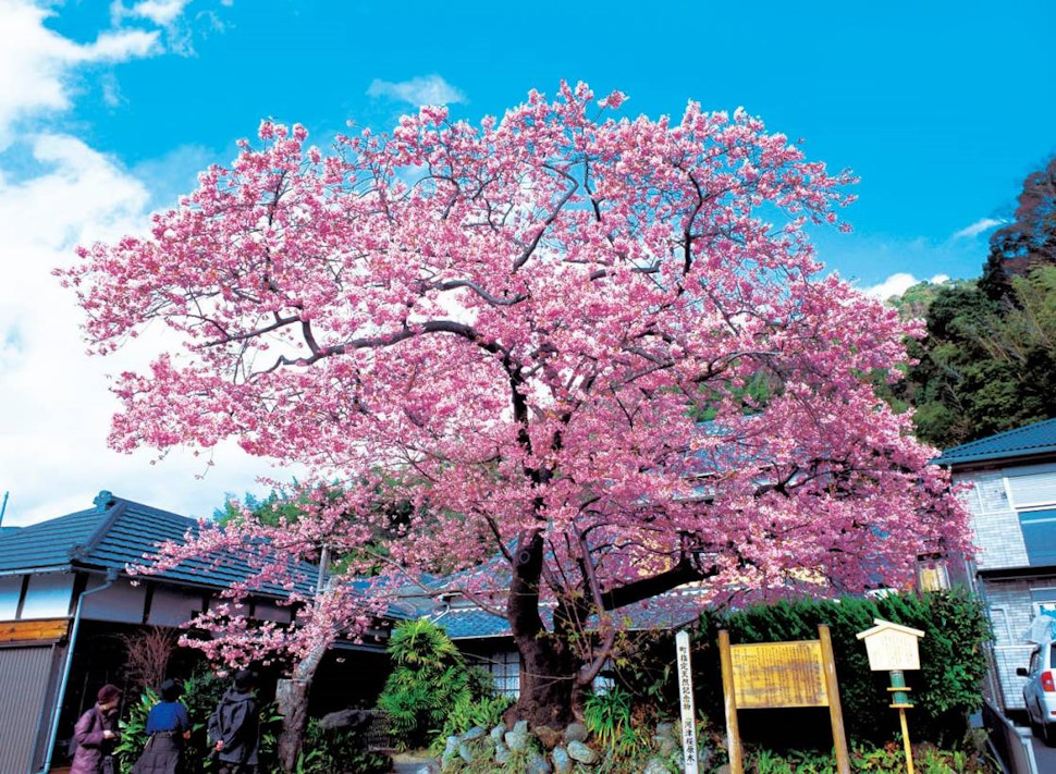 河津桜の原木