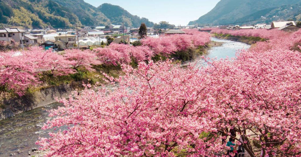 河津川の桜並木