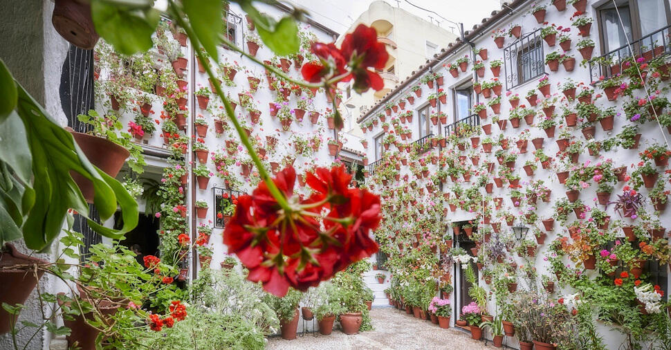 壁一面がゼラニウムの鉢で覆われた共同パティオ　写真提供＝Turismo de Córdoba