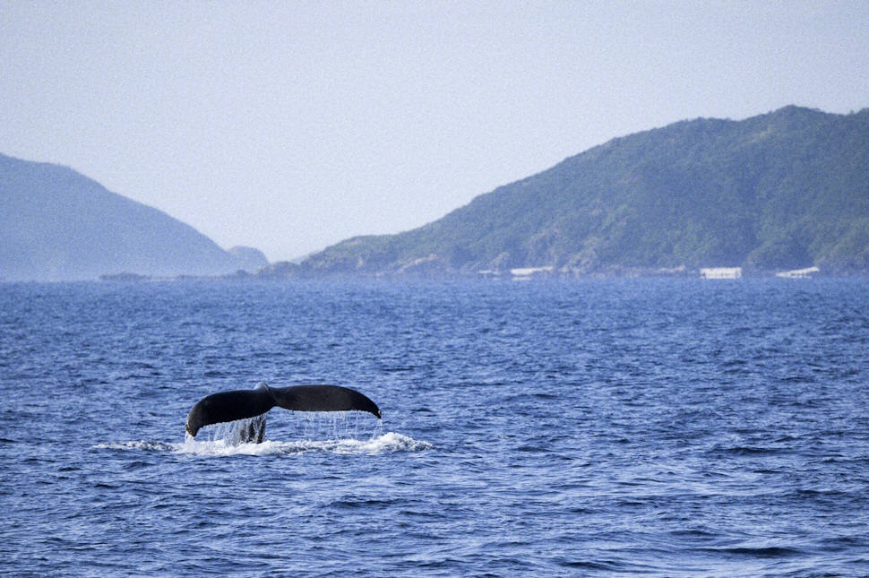 クジラの尾ヒレ