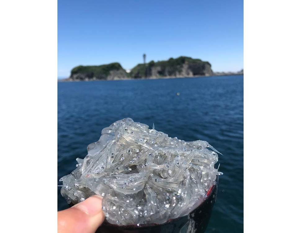 絶品獲れたての生しらすと江の島