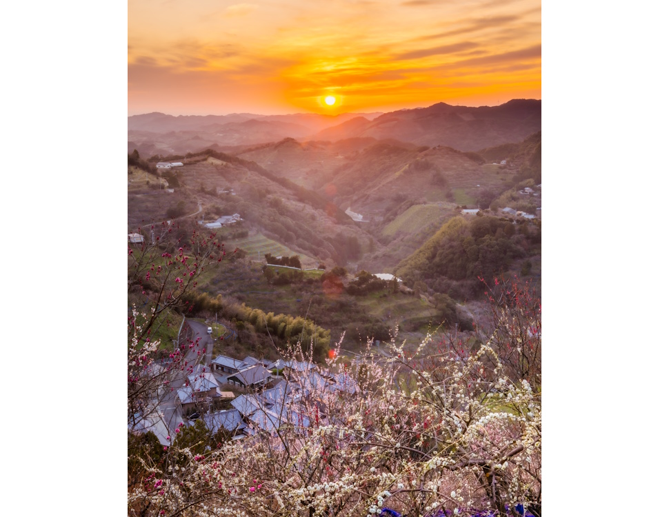 田辺梅林