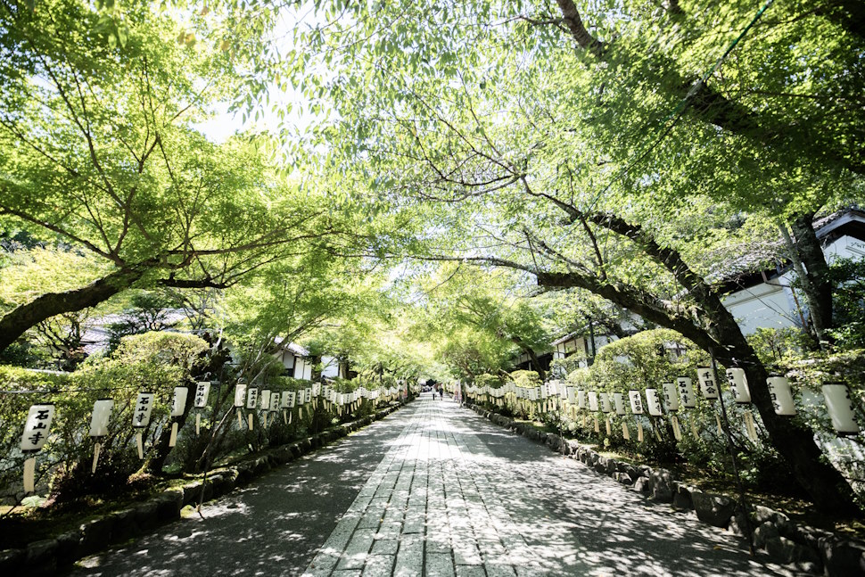 参道を緑の木々が彩り、清々しい。この緑が秋になると赤く染まる