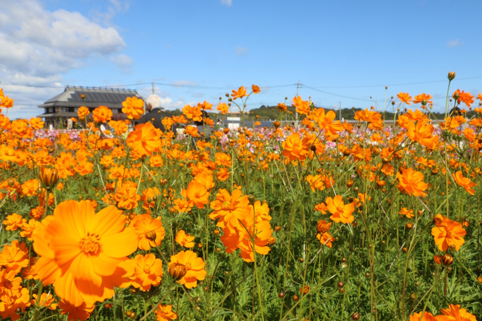 黄花コスモス