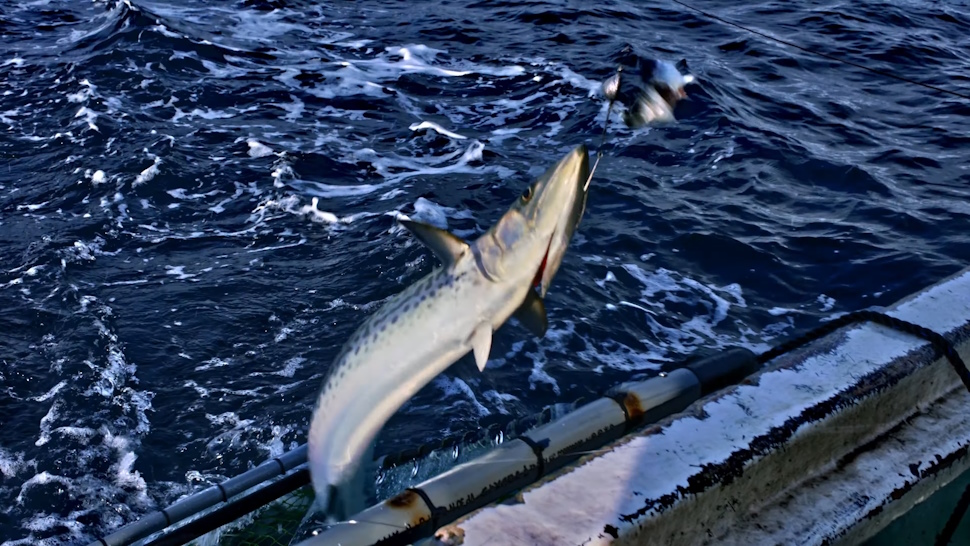 一本釣りされたサワラ