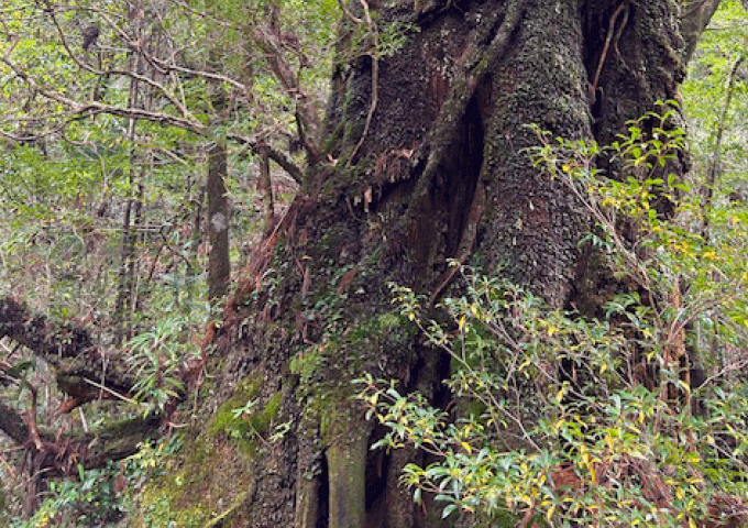 屋久島（縄文杉）