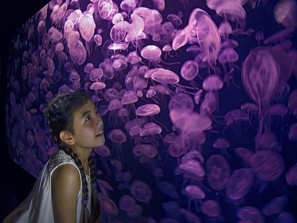 ❖みどころ①❖世界最大級の海洋水族館「シー・アクアリウム」