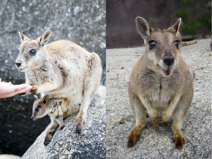 【オーストラリアの動物を満喫！】どきどき動物探検ツアー	