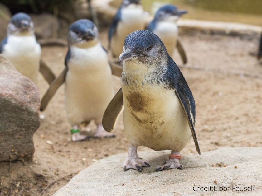 ＜Mr.ジョン＞なるほど・ザ・ペンギン (フィリップアイランド・ペンギンパレードツアー)