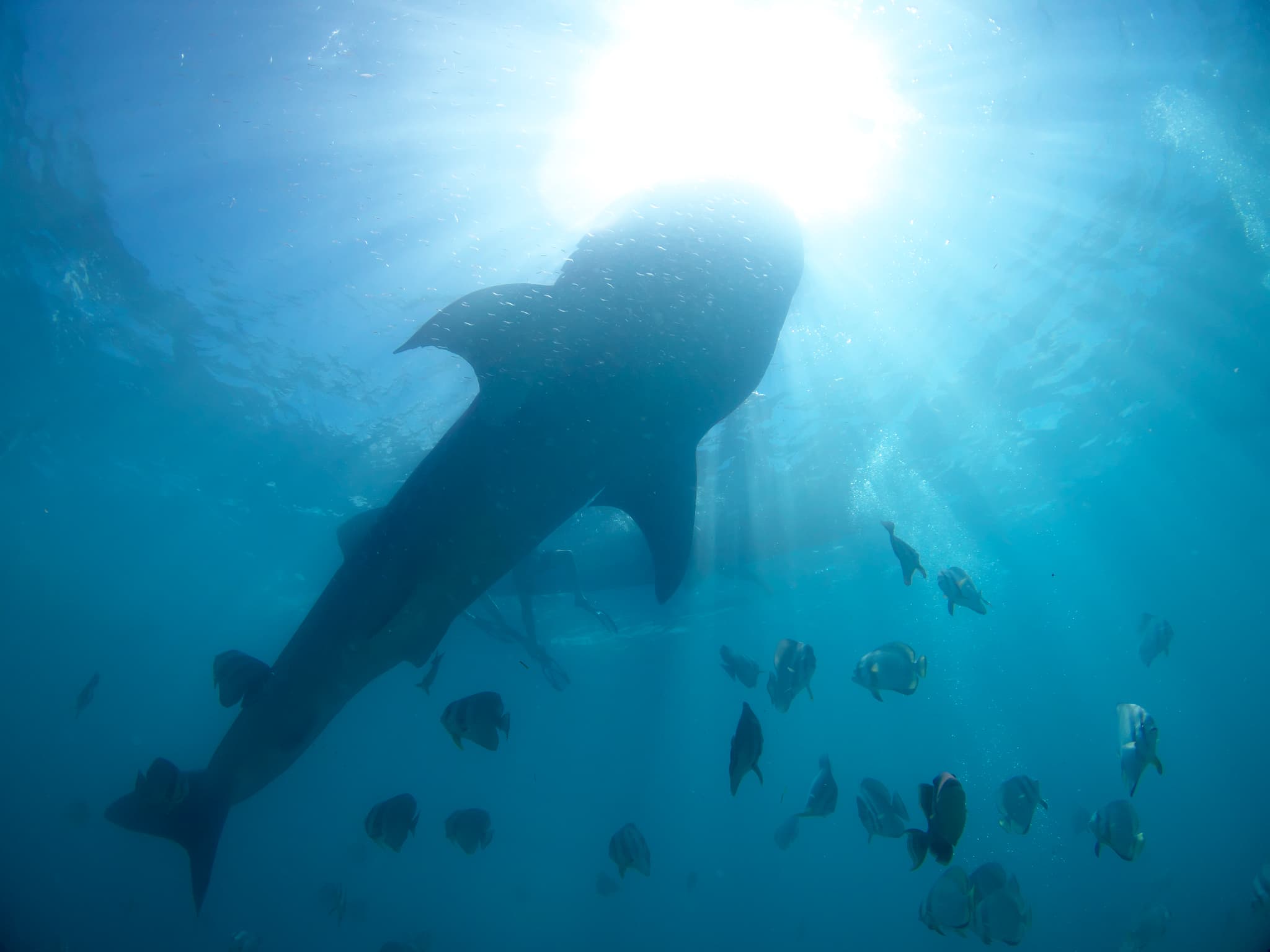 🌊 選べるオプショナルツアーで海に生きる動物たちと泳ごう！（以下の中から選択可能）