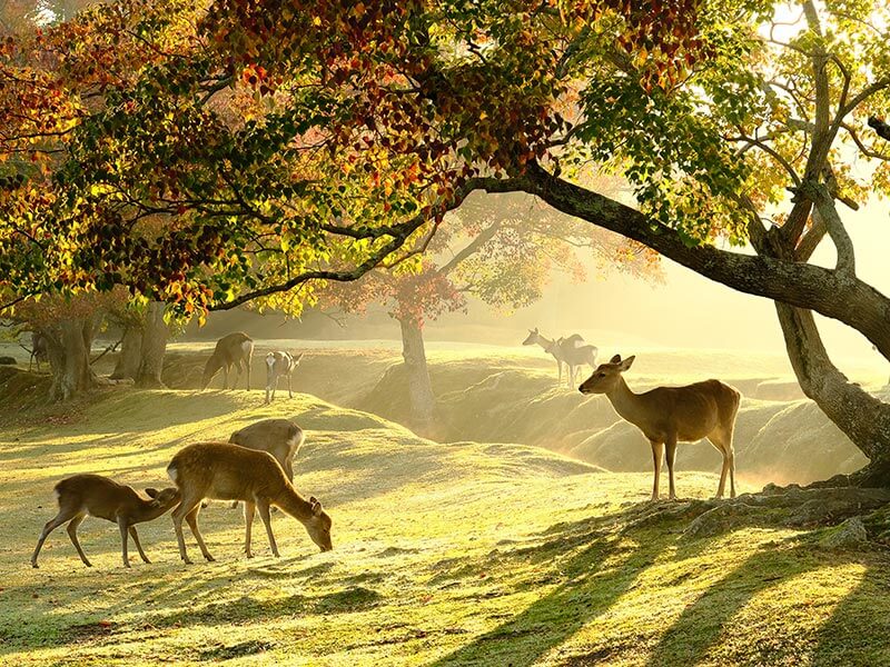 奈良公園のシカ