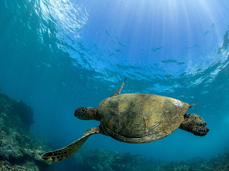 海の生物と共存して楽しむ