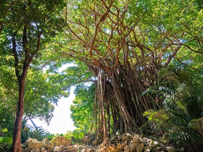 沖縄の自然を尊重して楽しむ
